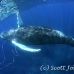 whale_humpback_sb_h_1325_dom1332.jpg